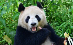 大熊猫云川和鑫宝将赴美圣迭戈动物园！