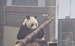 大熊猫吃笋整出了扛炮筒的架势：这一幕让人忍俊不禁！