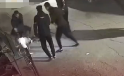 数名男子深夜斗狗 流浪猫被撕咬 警方回应正在处理！