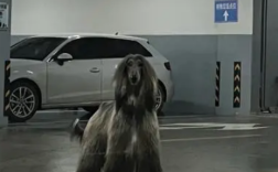 女子在小区车库遇1米多高阿富汗猎犬 城管局工作人员己找到犬主！