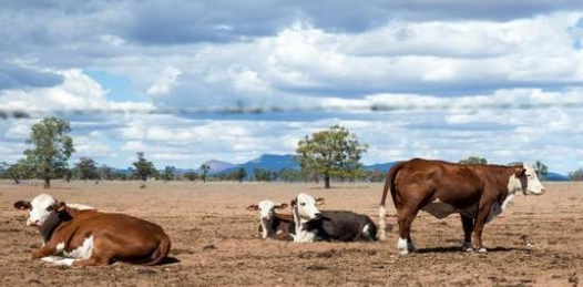 美国干旱致草量剧减，牧场主忍痛卖牛送屠宰场 背后多少辛酸！-图1